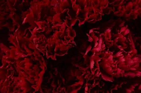 Dark red carnation Stock Photos