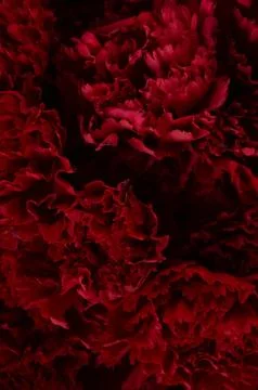 Dark red carnation Stock Photos