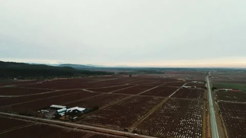Dark red cranberry fields stretch alongside straight rural highway beneath flat Stock Footage 336981846