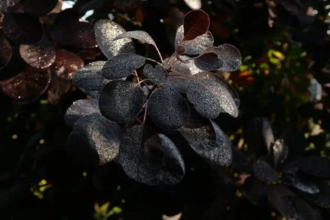 Dark red dew covered continus or smoke bush in morning sun Stock Photos