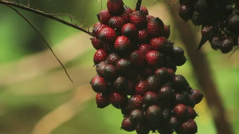 Dark Red Forest Berries 2, Schwaner Muller Mountains, Borneo Stock Footage 142852109