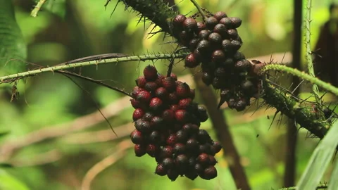 Dark Red Forest Berries, Schwaner Muller Mountains, Borneo Stock Footage 142852076