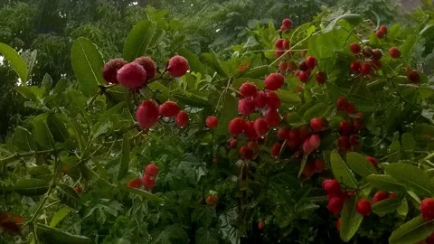 Dark red fruit that has been rained on. 库存影片 155614173