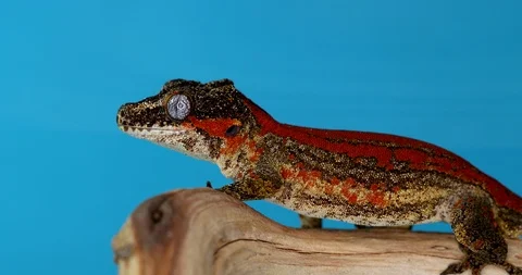 Dark Red Gargoyle Gecko Facing Sideways On A Branch With A Blue Background Stock Footage 107390480