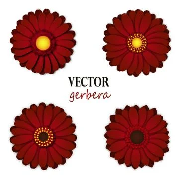 Dark red gerbera collection. Stock Illustration