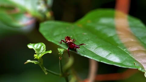 Dark red insect crawling on green leaf in slow motion Stock Footage 340779646