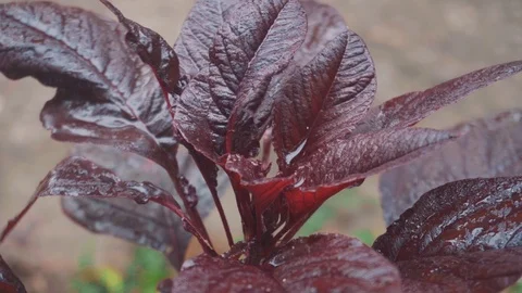 Dark red leaves in the rain Stock Footage 111637196