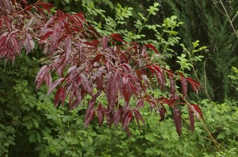 Dark red leaves of an unknown tree against the background of a green forest Stock Photos