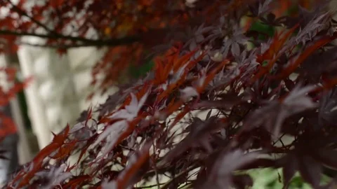 Dark Red Leaves in the Wind Stock Footage 75038084