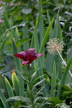 Dark red lily flower blooming in the garden surrounded by green leaves Stock Photos