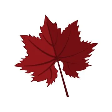 Dark Red Maple Leaf Vector Illustration Graphic Stock Illustration