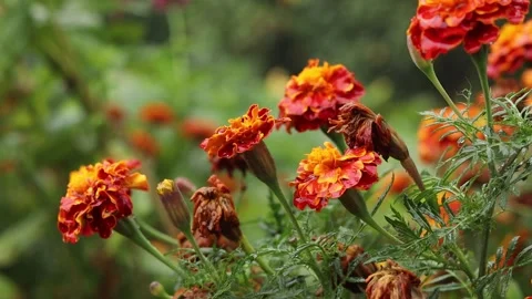 Dark red Marigold flowers on rain close up Stock Footage 258621853