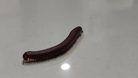 Dark Red Millipede Moving on Reflective White Tile Floor Macro Footage Stock Footage 332588865