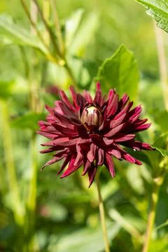 Dark red opening dahlia with pointed petals in garden Stock Photos