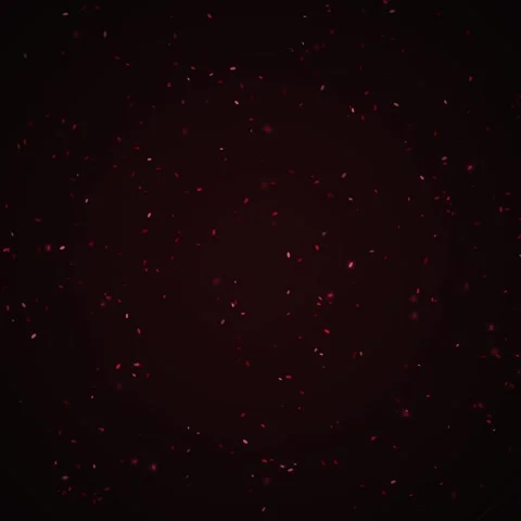 Dark Red Particle Swarm Background - Abstract Motion Graphics with Glowing .. Stock Footage 346283780