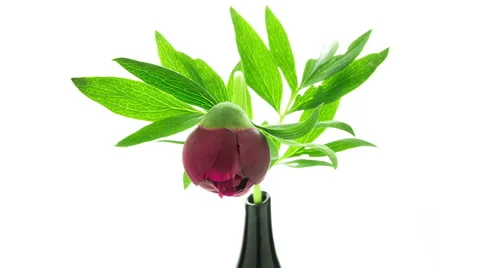 Dark red peony flowe blooming timelapse Stock Footage 53410947