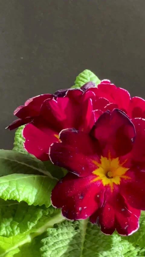 Dark red primula flowers with yellow centers and leaves Видео 334592544