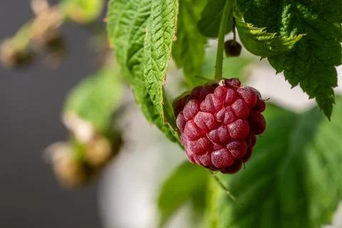 Dark red ripe raspberry ready to be picked hanging on a bush in the garden Фото