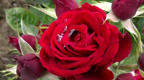 Dark red rose after rain Stock Footage 52274681