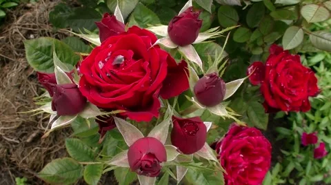 Dark red rose after rain 動画素材 52275901