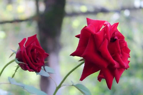 Dark red rose on a blurred background Fotos de archivo