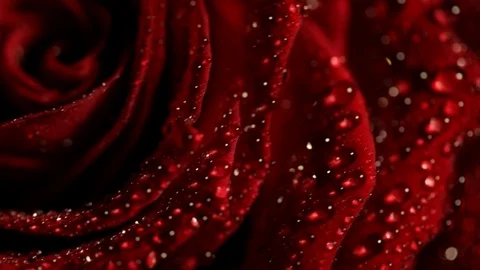 Dark red rose with dew drops on it. Stock Footage 121352703