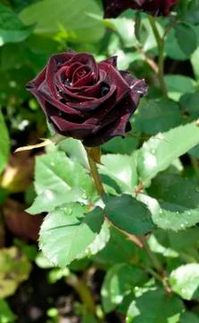Dark red rose with dew drops Foto stock