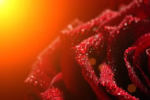 Dark red rose with dew drops very close-up Stock Photos