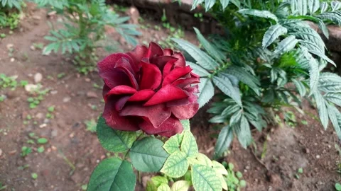Dark red rose flower. Stock Footage 168306593