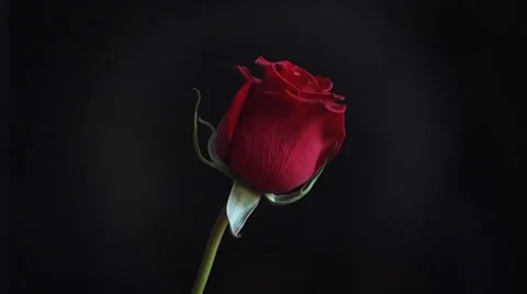 Dark red rose 스톡 동영상 34525576