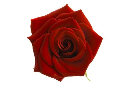 Dark red rose isolated Stock Photos
