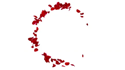 Dark red rose petals flying Stock Footage 85907052