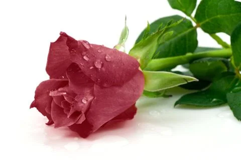 Dark red rose Stock Photos