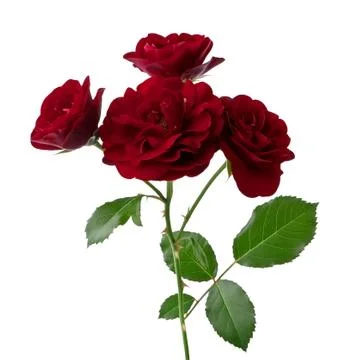 Dark-red rose Stock Photos