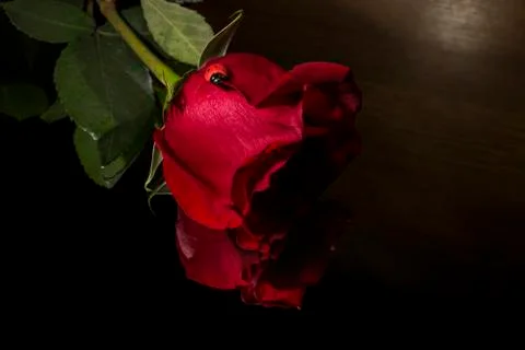 Dark red rose Stock Photos