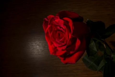 Dark red rose Stock Photos