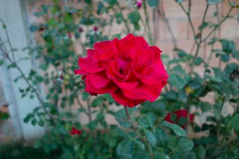 Dark red rose 库存照片