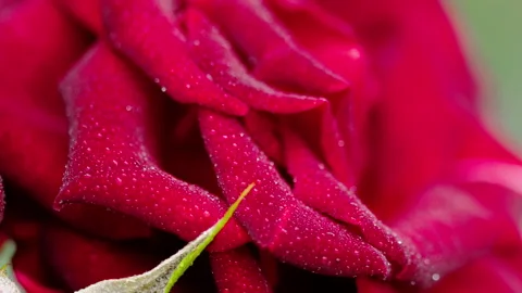 Dark red rose with rain drops Stock Footage 140609133