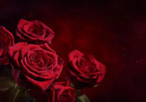 Dark red roses background. Luminous hearth shaped bokeh in the background Stock Photos