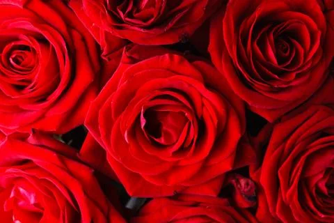 Dark red roses , close up view Stock Photos