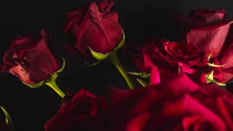 Dark red roses with green stems gliding in front of a dark background Stock Footage 341930843