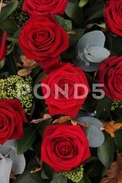 Dark red roses Stock Photos