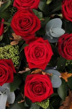 Dark red roses Stock Photos