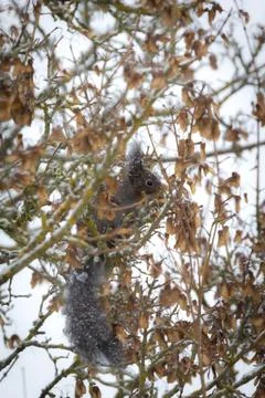 Dark Red Squirrel Foraging in Winter (Sciurus vulgaris) Stock Photos