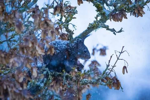 Dark Red Squirrel Foraging in Winter (Sciurus vulgaris) Stock Photos
