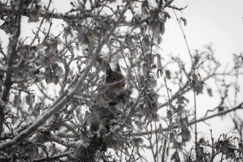 Dark Red Squirrel Foraging in Winter (Sciurus vulgaris) Stock Photos