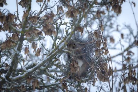 Dark Red Squirrel Foraging in Winter (Sciurus vulgaris) Stock Photos
