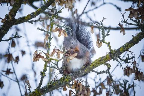 Dark Red Squirrel Foraging in Winter (Sciurus vulgaris) Stock Photos
