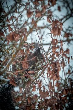 Dark Red Squirrel Foraging in Winter (Sciurus vulgaris) Stock Photos