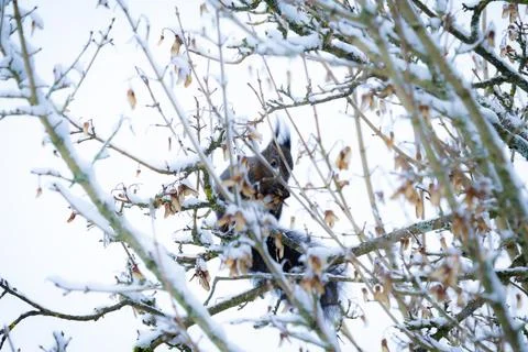 Dark Red Squirrel Foraging in Winter (Sciurus vulgaris) Stock Photos